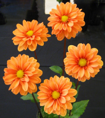 Dahlia ' LAKE HILLS CREAMSICLE '  (Paeony Fl. (Dwarf))  Walker A.  USA  2020  Washington State Show, USA 2022  (David Brown)